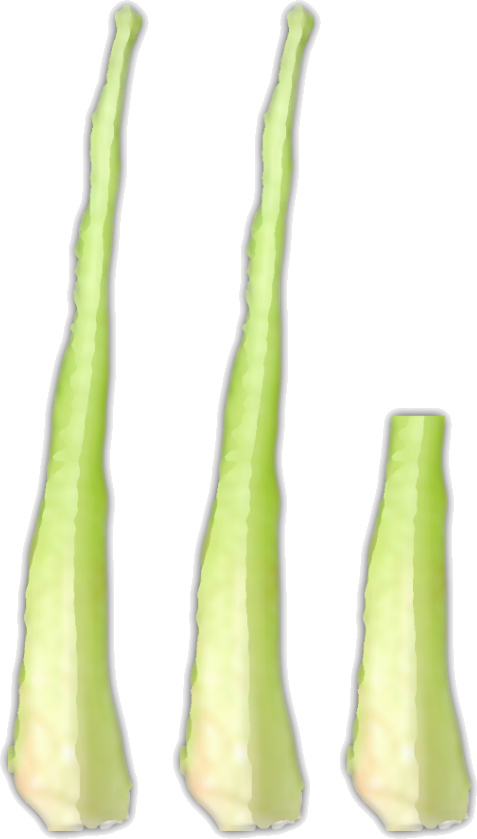 Lettuce Stalks
